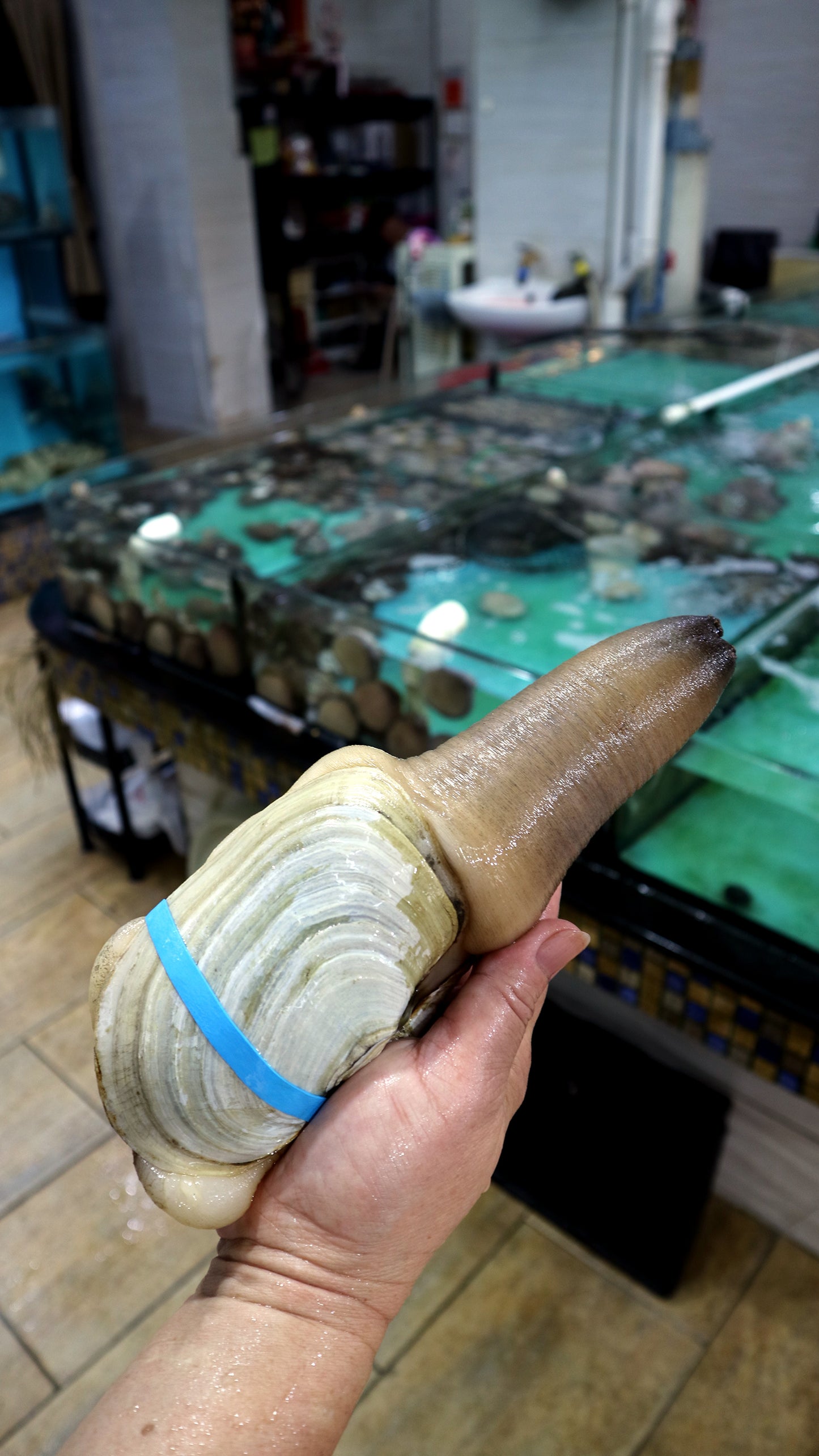 刺身級加拿大象拔蚌(1斤半起)|頂級品質 鮮甜爽脆!