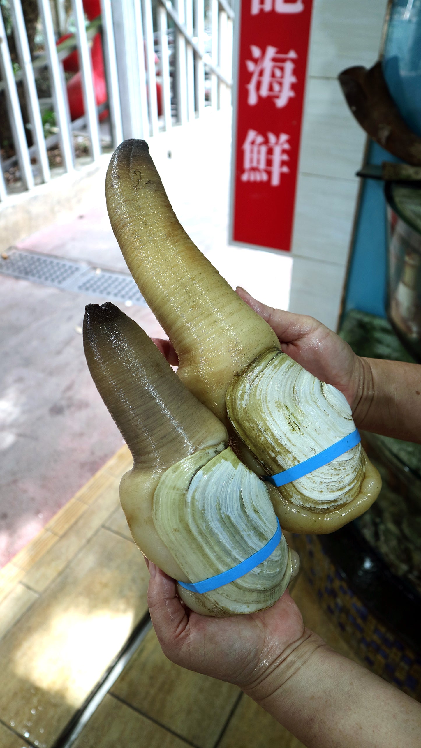 刺身級加拿大象拔蚌(1斤半起)|頂級品質 鮮甜爽脆!