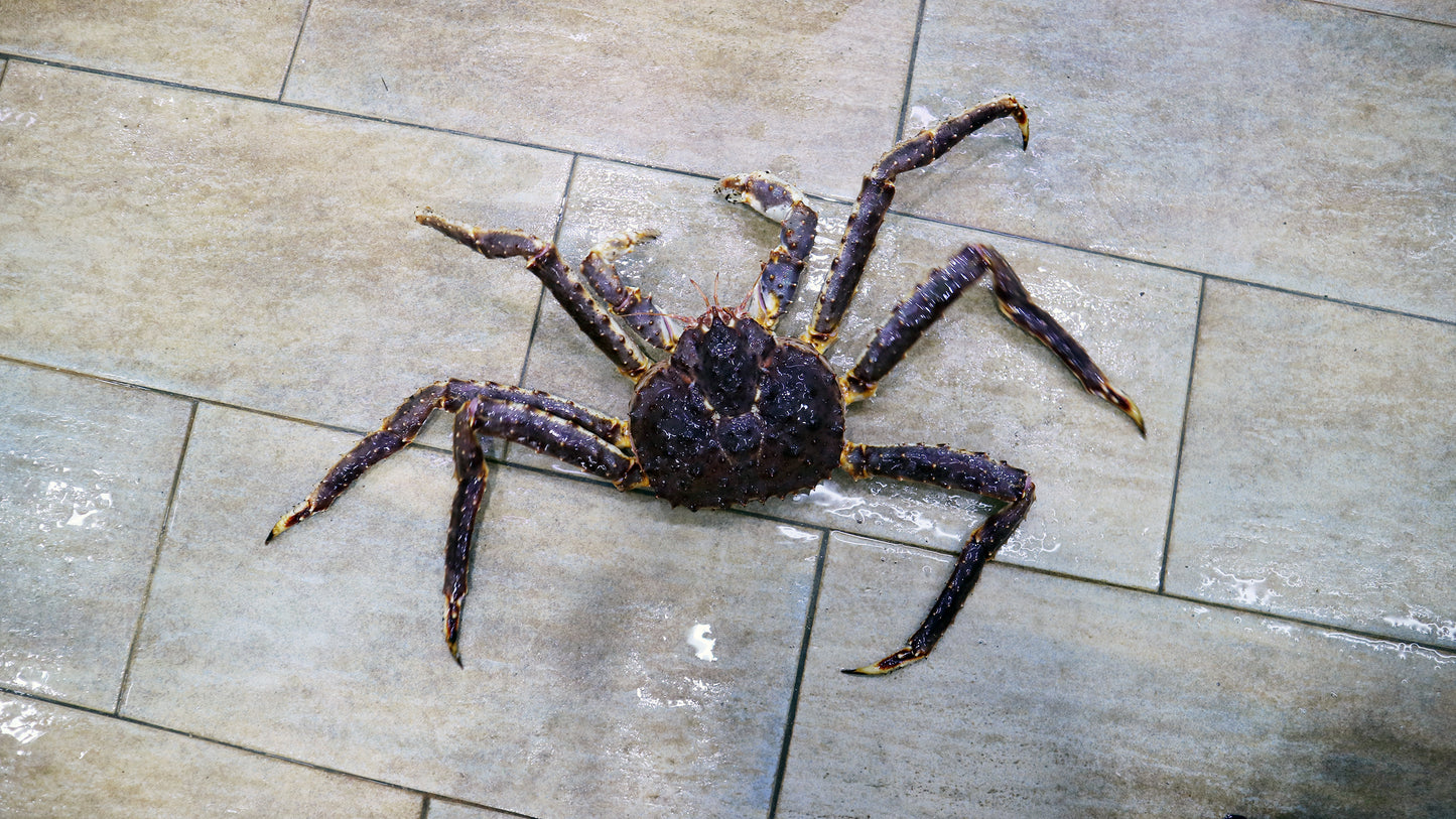 極上! 挪威長腳蟹(帝王蟹) KING CRAB (4斤半起)|頂級夢幻逸品 肉質飽滿肥美!
