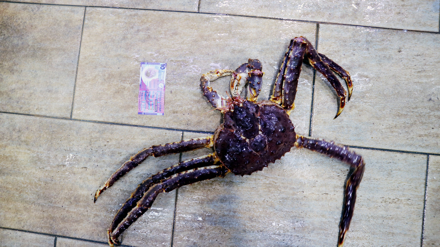 極上! 挪威長腳蟹(帝王蟹) KING CRAB (4斤半起)|頂級夢幻逸品 肉質飽滿肥美!