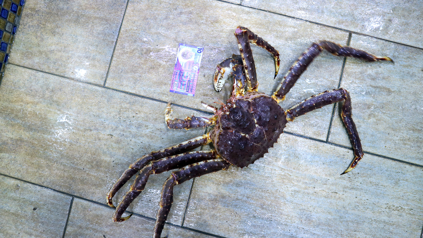 極上! 挪威長腳蟹(帝王蟹) KING CRAB (4斤半起)|頂級夢幻逸品 肉質飽滿肥美!