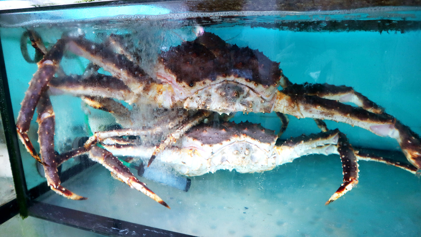 極上! 挪威長腳蟹(帝王蟹) KING CRAB (4斤半起)|頂級夢幻逸品 肉質飽滿肥美!