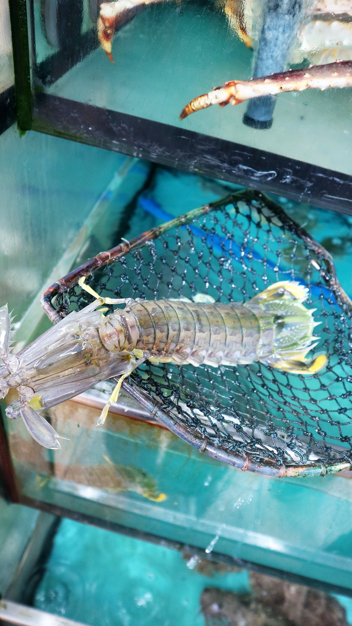 超過間尺咁長的泰國瀨尿蝦 (1隻約17-22cm/25-30cm) ｜大大隻 肉質厚實!
