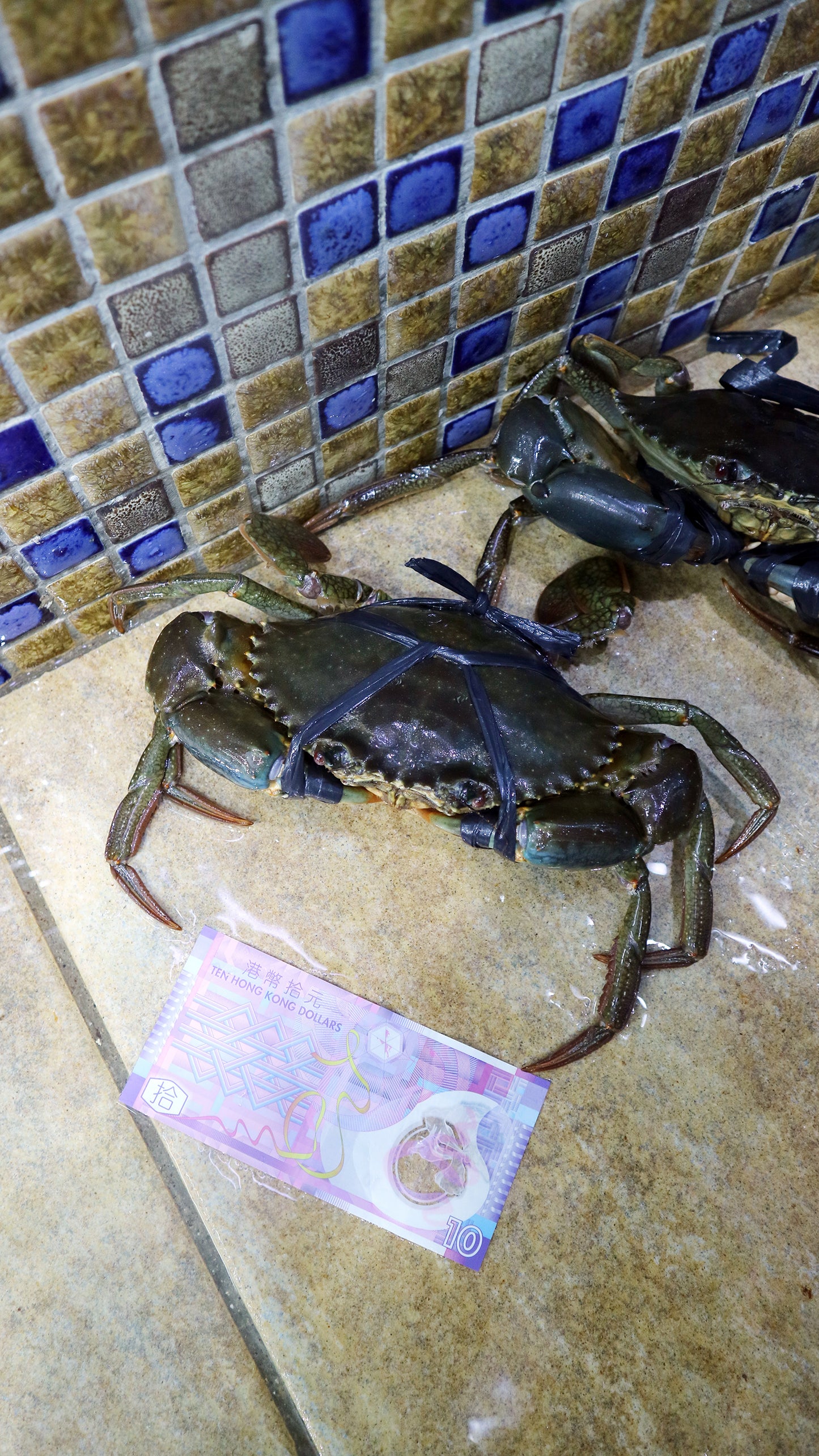 菲律賓肉蟹 (約1斤/隻)｜肉質豐滿 味道鮮美!
